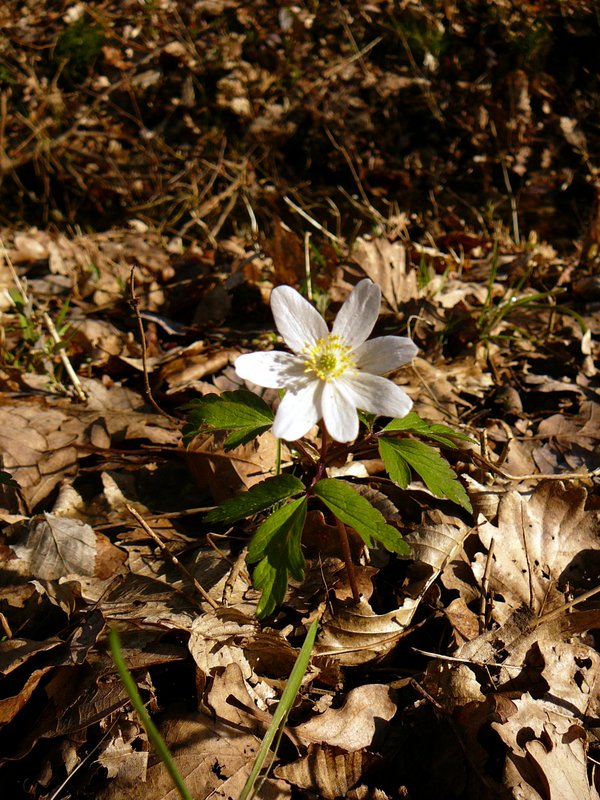 013-04-14-Ornithologie,chants d'oiseaux